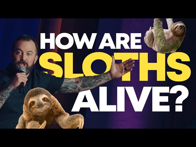 How Are Sloths Alive? | Dan Cummins Comedy