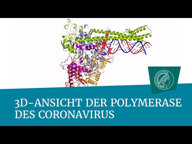 3D view of the coronavirus polymerase | Science Snippet