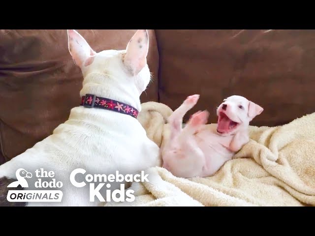 Nubby The 2-Legged Boxer Steals His Dad’s Heart | The Dodo Comeback Kids