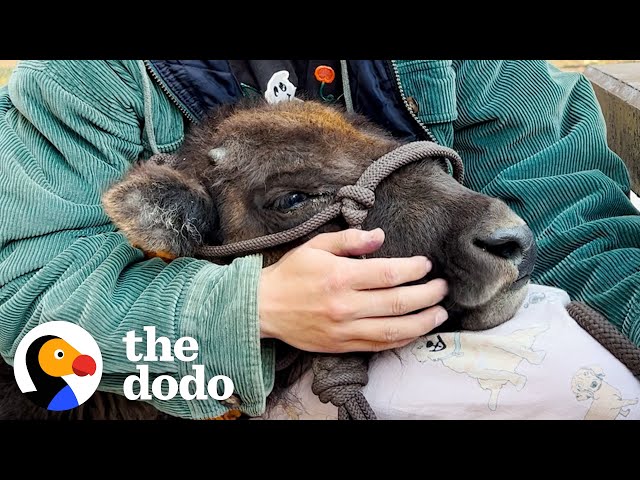 Baby Bison Follows Her Rescuer Everywhere | The Dodo