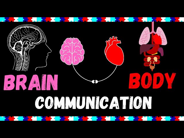 How the Brain and Body Are Connected | Dr. Andrew Huberman “Two Ways”
