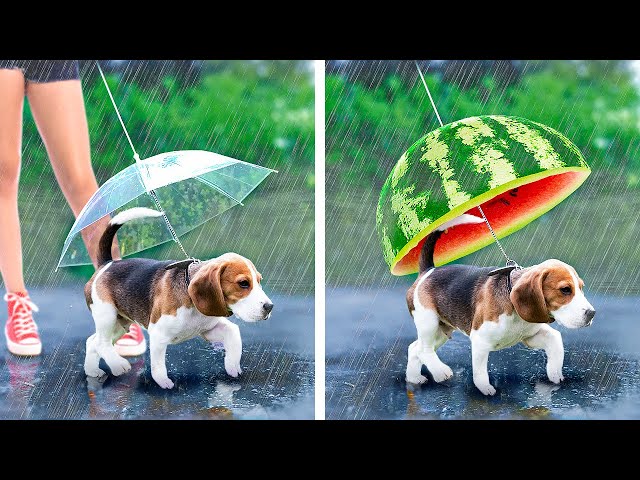ARE YOU A SMART PET OWNER? 🐶☂️ MUST-KNOW HACKS, CRAFTS AND GADGETS FOR PET LOVERS