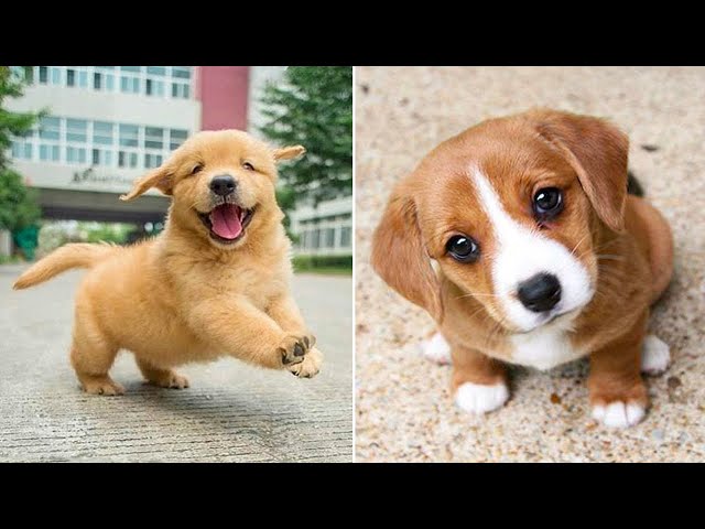 Aww Cute Baby Animals 🔴 Videos Compilation | Funny and Cute Moment of the Animals #1 - Grumpy Dogs