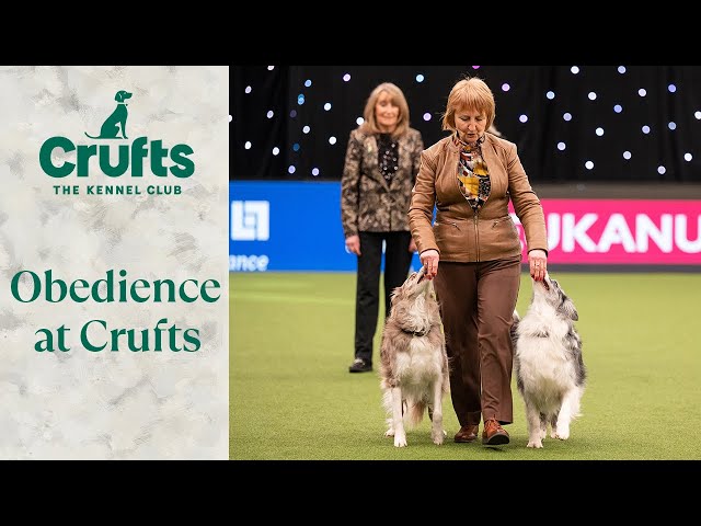Obedient Pups ✋🐶 The Best of Obedience at Crufts