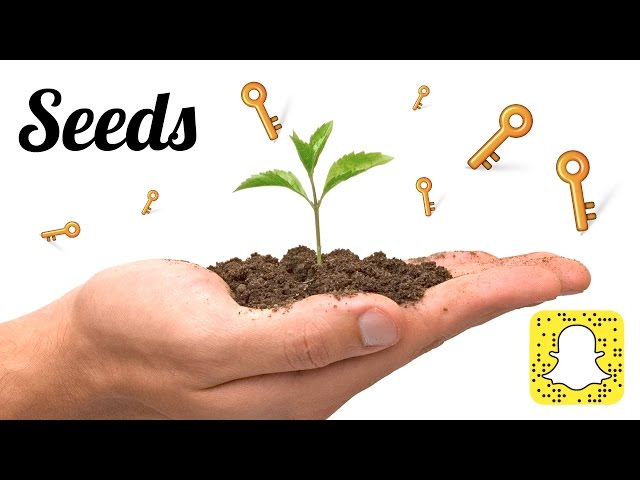 Plant Your Seeds