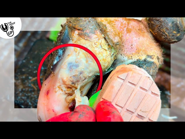 PEELING FLAKY hoof horn from a COW's FOOT