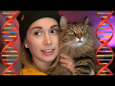 I got a DNA test for my cat!