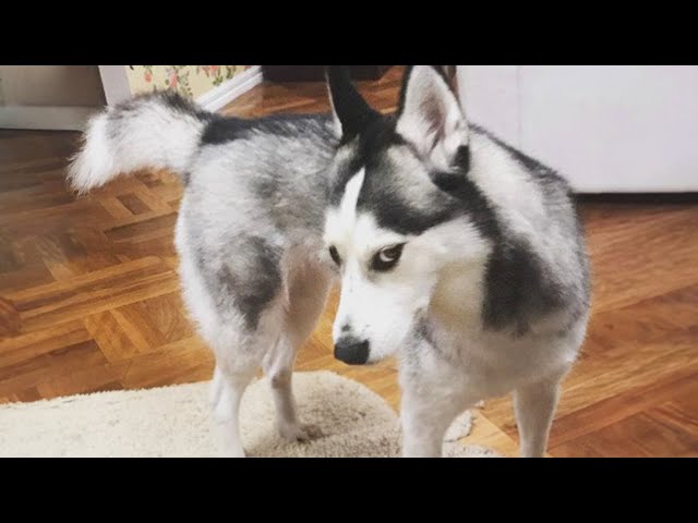 Husky - the most "expressive meme" of all pets 🤣