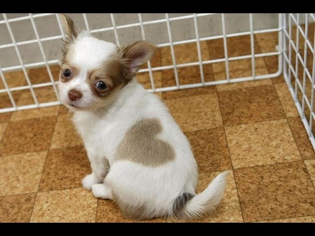 Cute Dogs and Cats Compilation 2018 #32