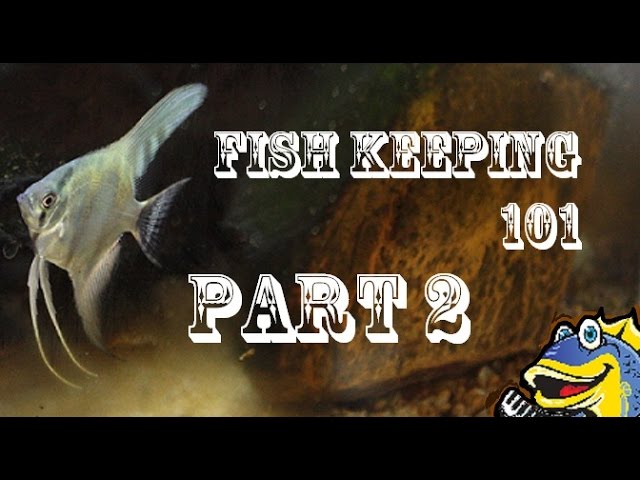 Fish Keeping 101 Part 2 "Gathering the equipment" Tank Talk Presented by KGTropicals