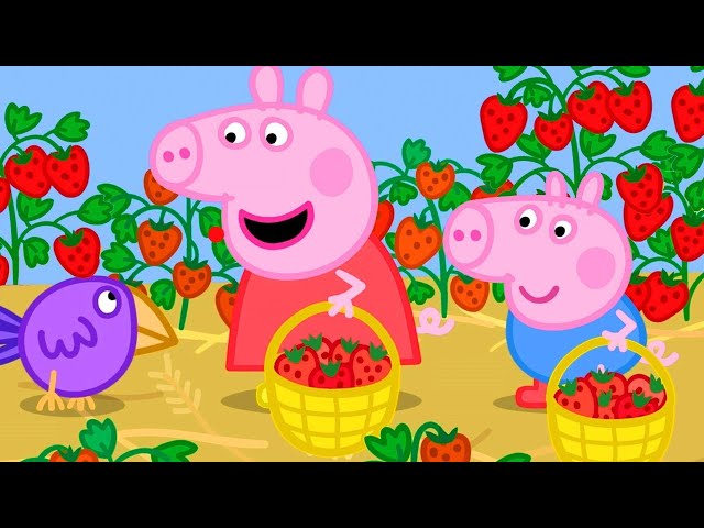 Peppa Pig Goes to the Strawberry Farm | Family Kids Cartoon