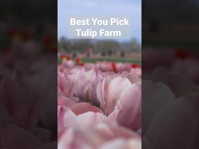 These NJ Spots Will Have You Obsessed With Tulips This Spring