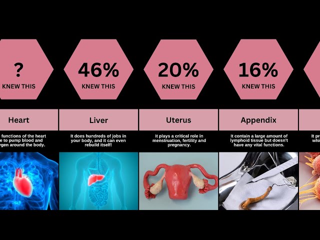 Human Organs And What They Do | Comparision Tv