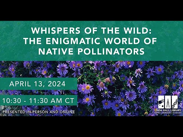 Whispers of the Wild: The Enigmatic World of Native Pollinators