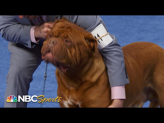 National Dog Show 2023: Working Group (Full Judging) | NBC Sports