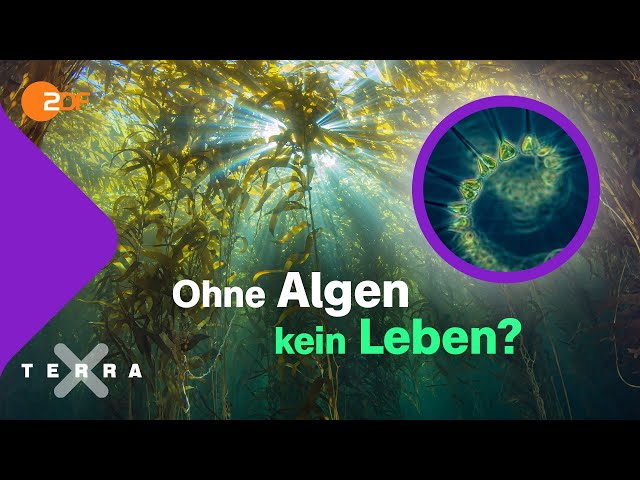 Warum Algen für uns so wichtig sind  | Terra X plus