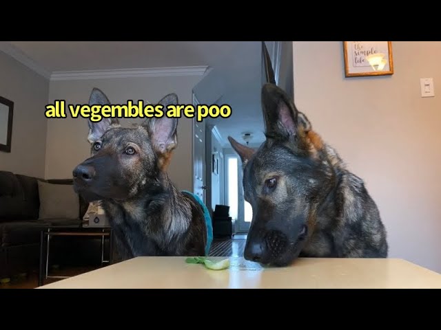 Dogs Review Different Vegetables | ASMR | Part 7