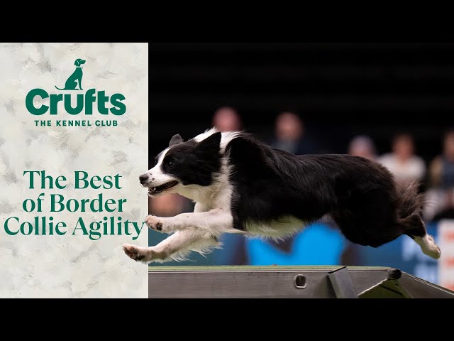 Lightning Quick ⚡ The Very Best of Border Collie Agility