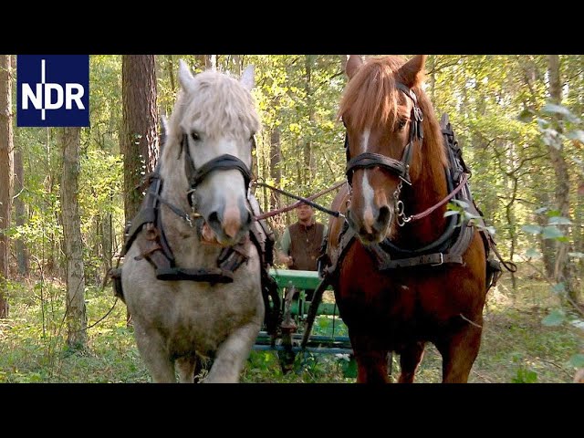 Mit Pferd und Sense - Ackern für den Artenschutz | Die Nordreportage | NDR