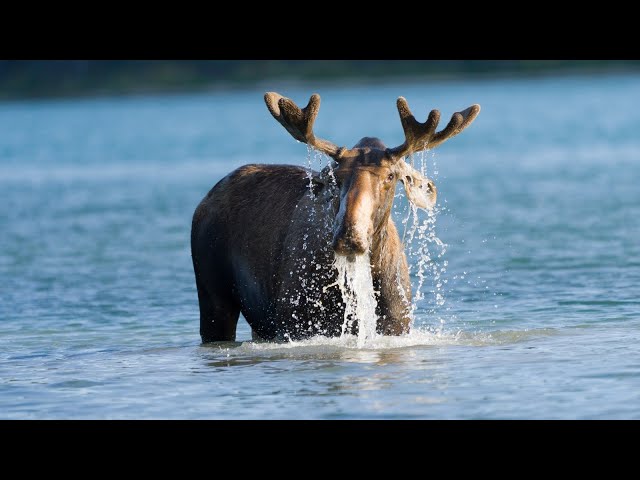 Bull Moose Heads into the Lake for Sustenance on a Beautiful Evening