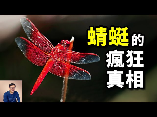 【震驚】蜻蜓的真身到底有多可怕？太多驚人的真相，曾經的昆蟲之王，蚊子和蒼蠅的一生之敵……【老肉雜談】