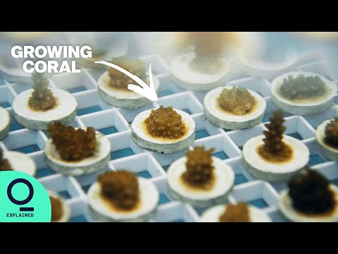 Growing Coral to Repopulate Dying Reefs