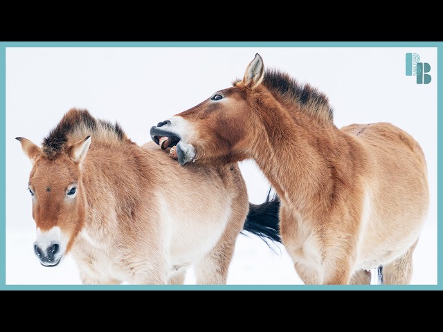 Horses Are Weirder Than You Thought