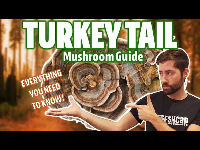 Is Turkey Tail The Holy Grail Of Medicinal Mushrooms? (Ultimate Guide)