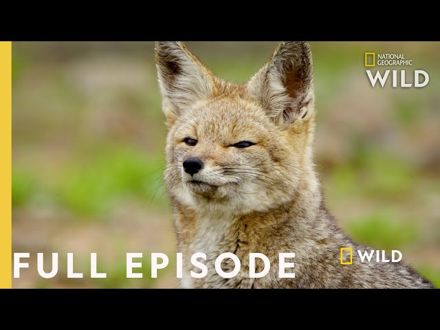 Life without Water (Full Episode) | Wild Chile