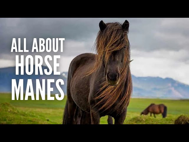 Horse Manes: Everything You Should Know