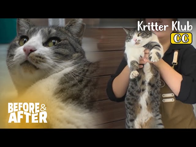 Cat Says "Are You Really Going To Kick Me Out?" I Before & After Ep 100