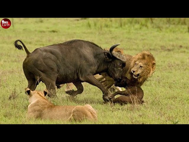 Final Battle of Lion & Mother Buffalo - What Happen Next
