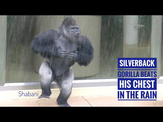 Huge Silverback Gorilla Beats His Chest With His Daughter In The Rain | The Shabani Group