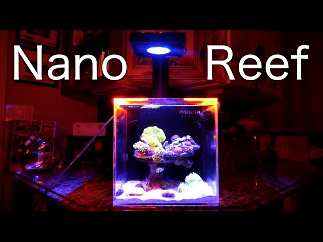 CoralFish12g's Nano Reef - 10 Gallon Aquarium