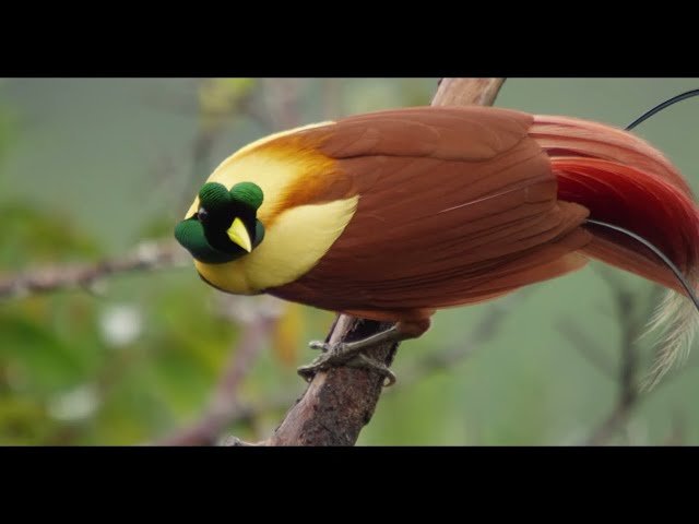 Tanah Papua:  A Paradise for Birds