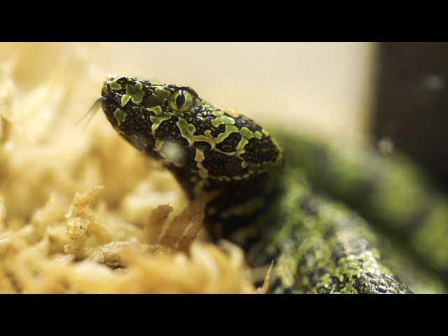 Endangered Pit Vipers Hatch at San Diego Zoo