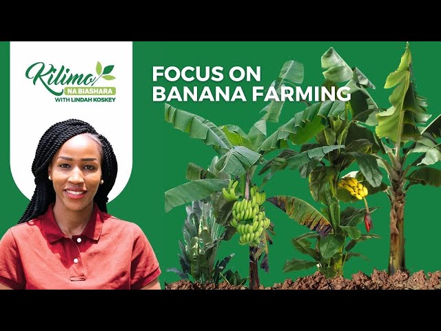 Nutritiously Yellow!  - Focus on Indigenous Banana Farming