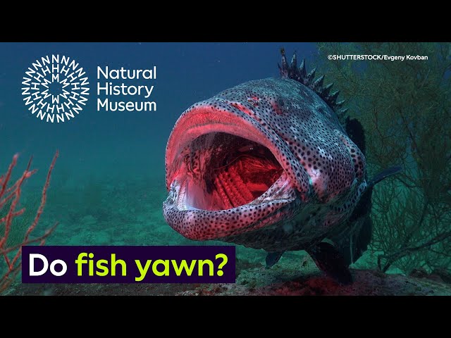 Do fish yawn? | Surprising Science