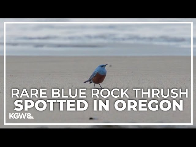 Photographer captures unusual sighting of rare bird on Oregon Coast