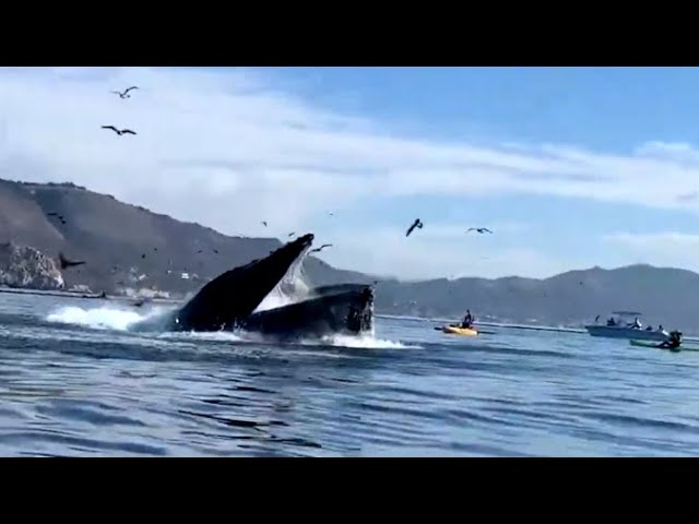 Whale Almost Swallows A Kayaker