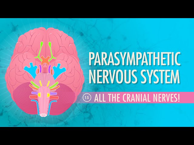 Parasympathetic Nervous System: Crash Course Anatomy & Physiology #15