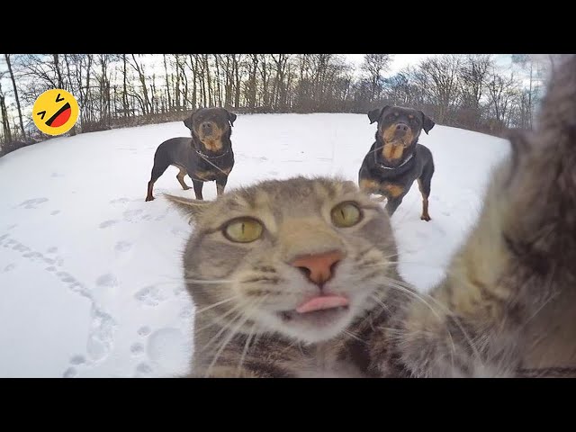 Funniest Cats And Dogs Videos 😅 - World Best Funny Animal Videos #1