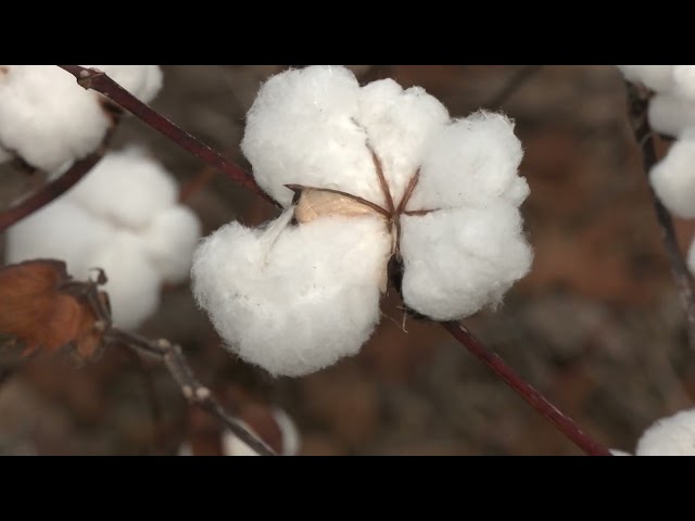 2022 May Have Been Better for Cotton Yields