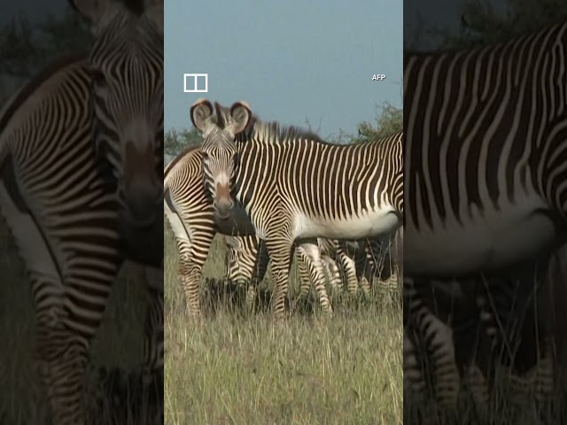 IN A MINUTE: The Japanese cows that look like zebras #shorts