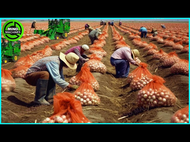 The Most Modern Agriculture Machines That Are At Another Level , How To Harvest Onions In Farm ▶9