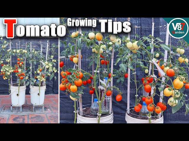 How to Grow Lots of Tomatoes in Container | Seed to Harvest