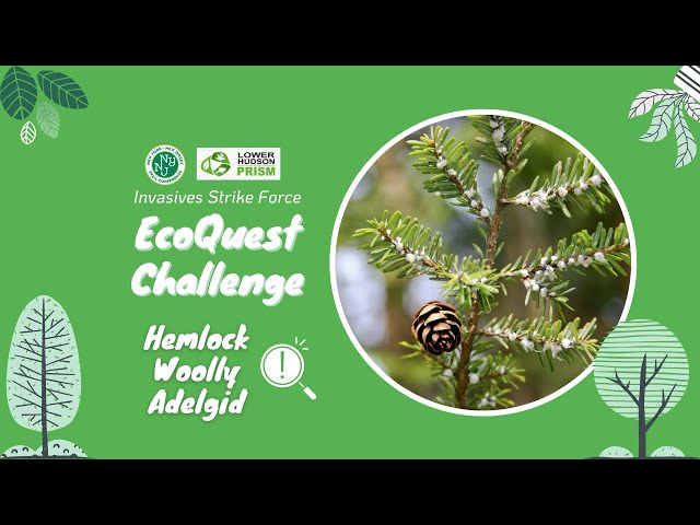 Hemlock Woolly Adelgid | EcoQuest Challenge | Winter 2023
