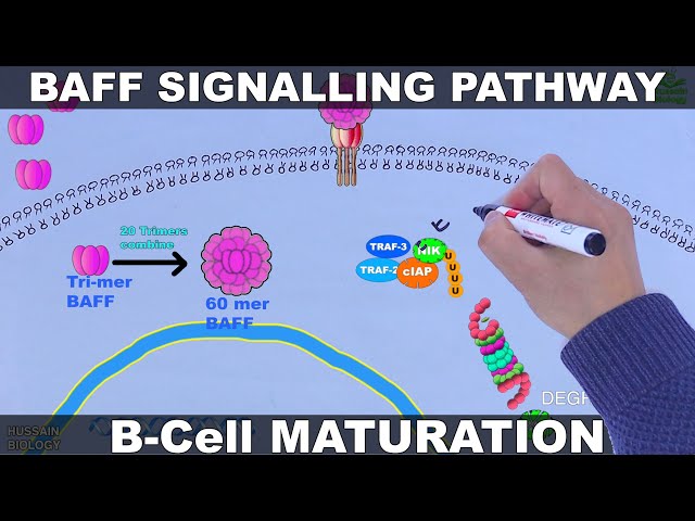 BAFF Signalling Pathway | B Cell Maturation and Survival
