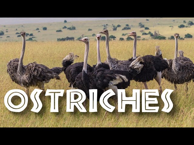 All About Ostriches for Children: Ostrich Video for Kids - FreeSchool