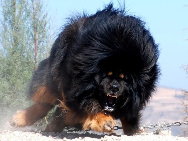 Top 10 Most Expensive & Rare Dogs Breed You Won't Believe Exist